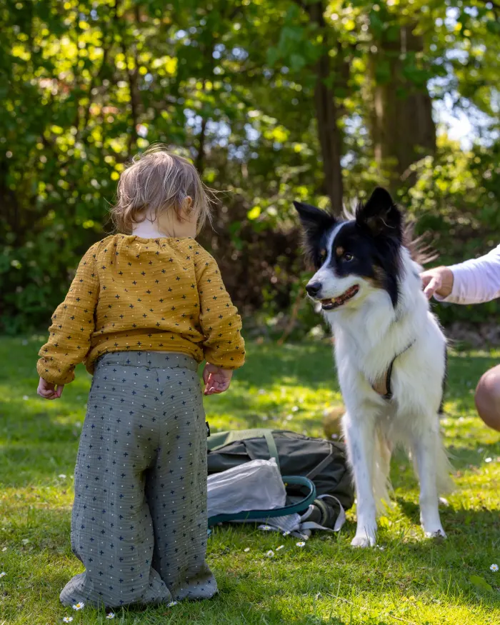 A toddler in a mustard top meeting a black and white dog on the grass, seen from behind